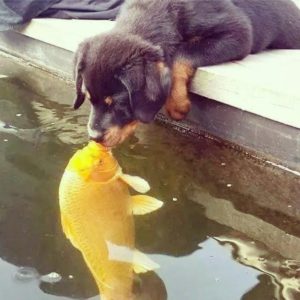 dog-n-fish